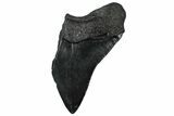 Partial, Fossil Megalodon Tooth - Serrated Edge #300142-1